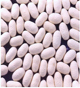 http://www.agritech.tnau.ac.in/sericulture/photos/tech5.png